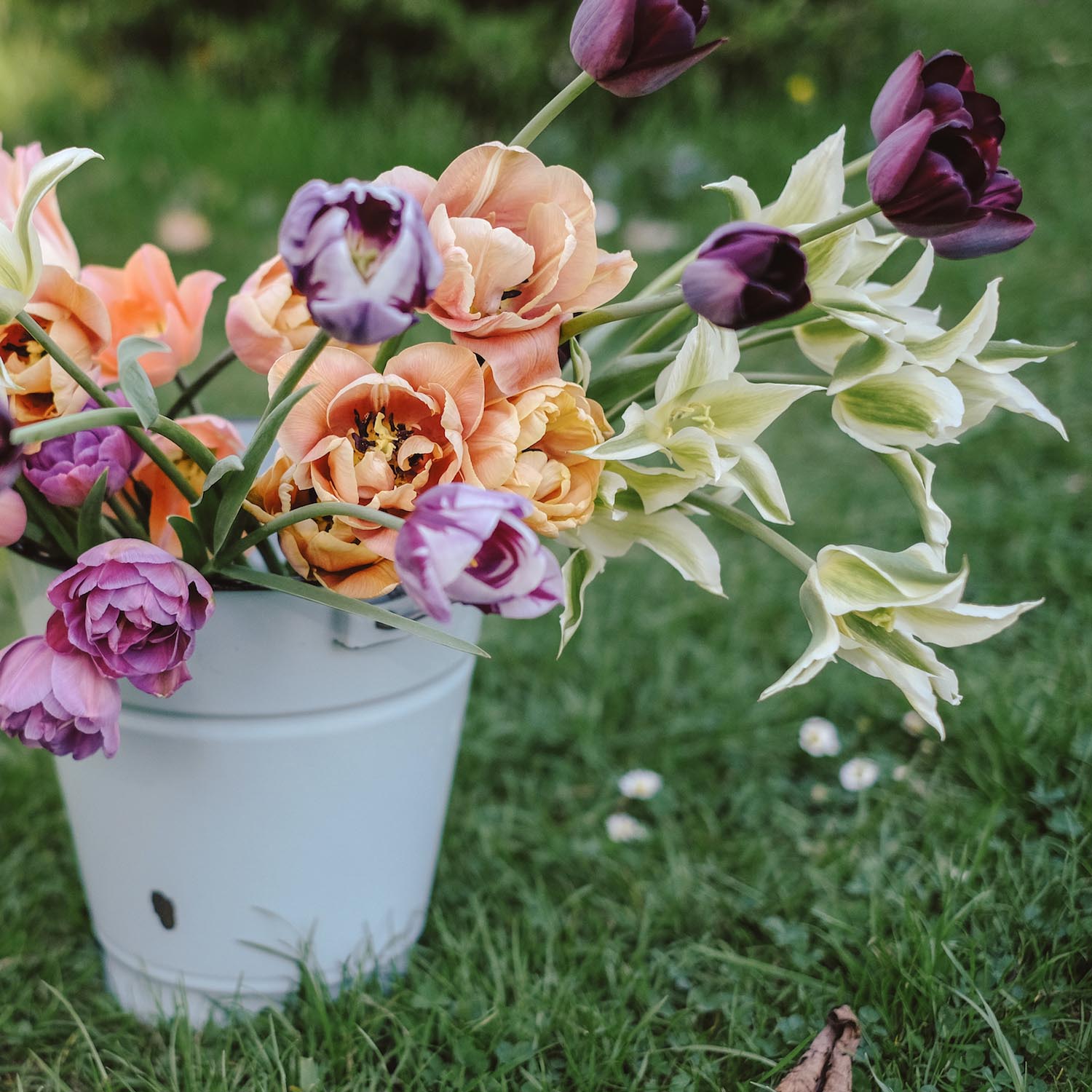 Tulpen 'Greenstar', 'Queen of Night', 'Blue Diamond' & 'La Belle Epoque'