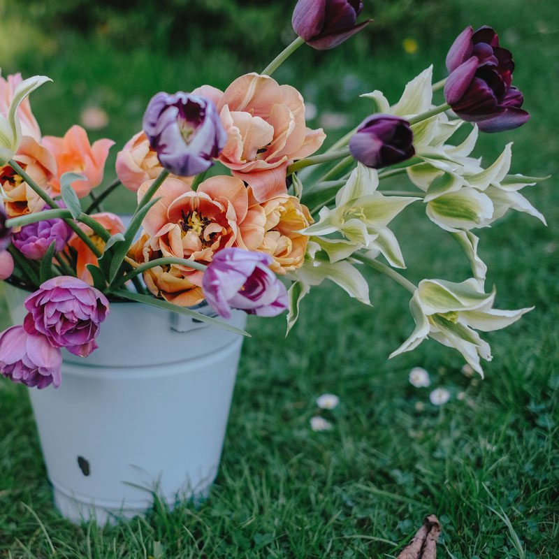 Produkt Impression Tulpen