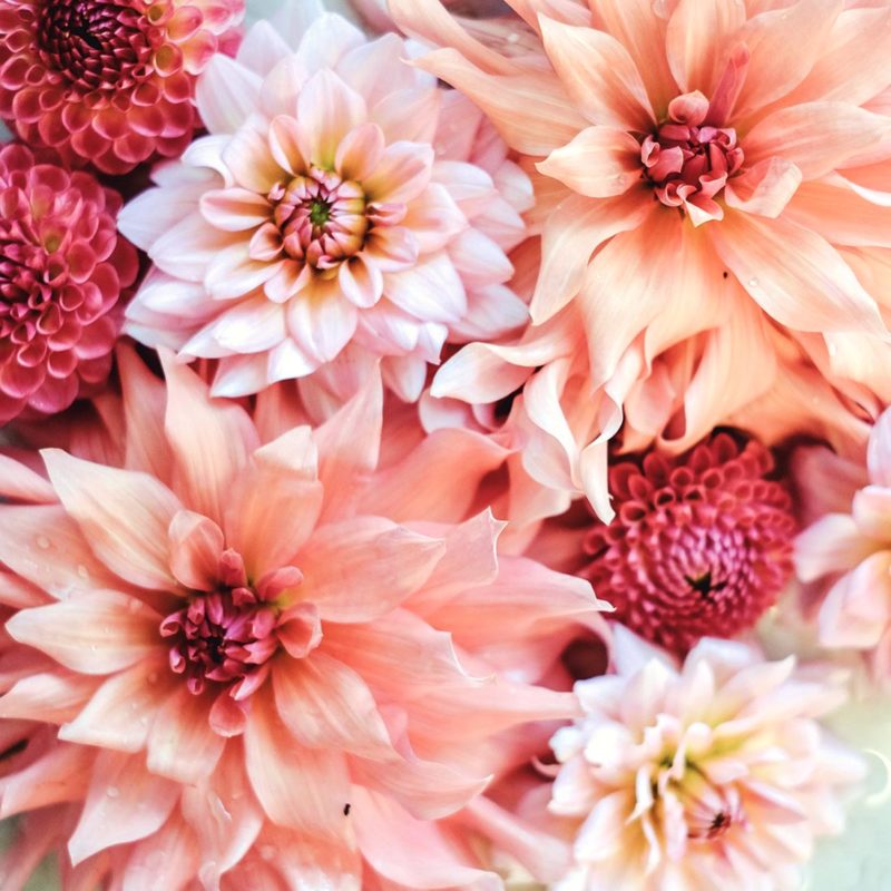 Dahlienkollektion | Peachy & Rose | Blumenzwiebeln