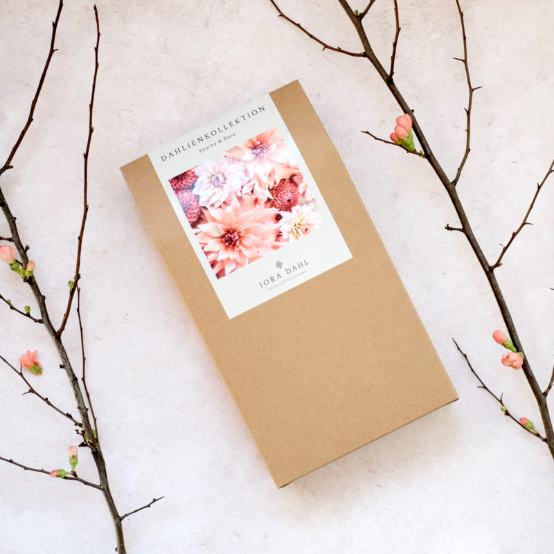 Dahlien, Blumenknollen, Schnittblumen, Blumen im Garten