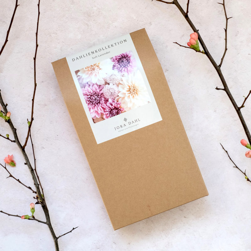 Dahlien, Blumenknollen, Schnittblumen, Blumen im Garten