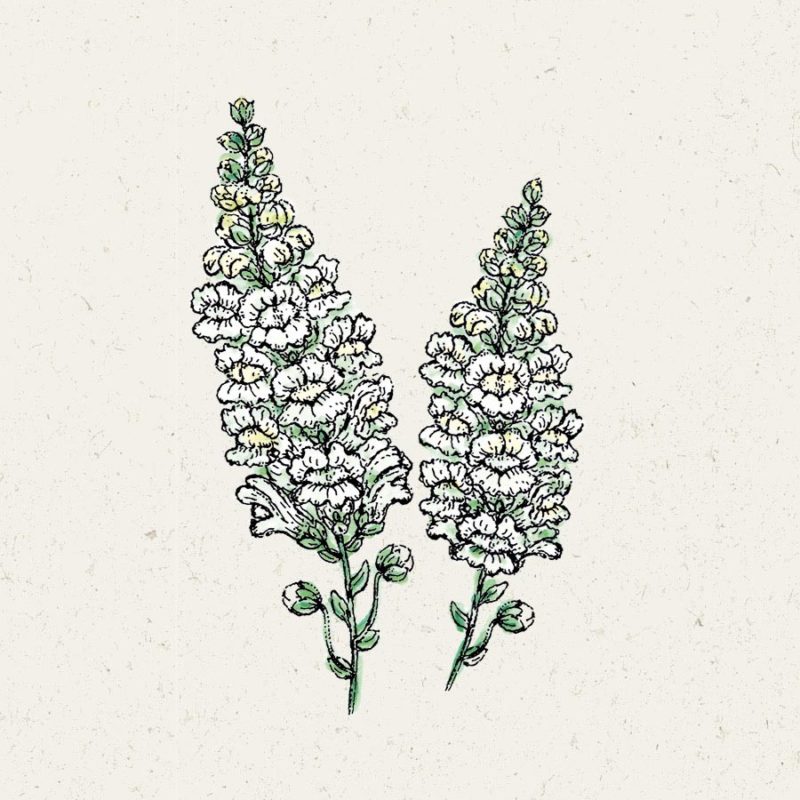 Saatgut, Blumensamen, Einjährige, Illustration Rekersdrees