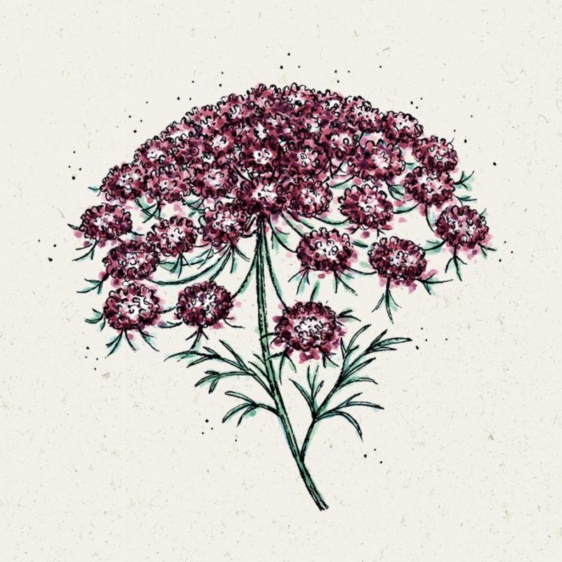 Saatgut, Blumensamen, Einjährige, Illustration Rekersdrees