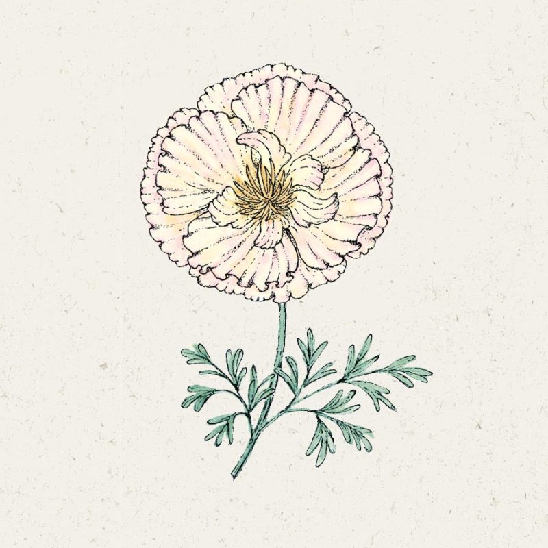 Saatgut, Blumensamen, Einjährige, Illustration Rekersdrees