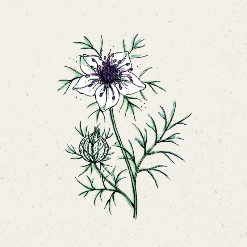 Saatgut, Blumensamen, Einjährige, Illustration Rekersdrees