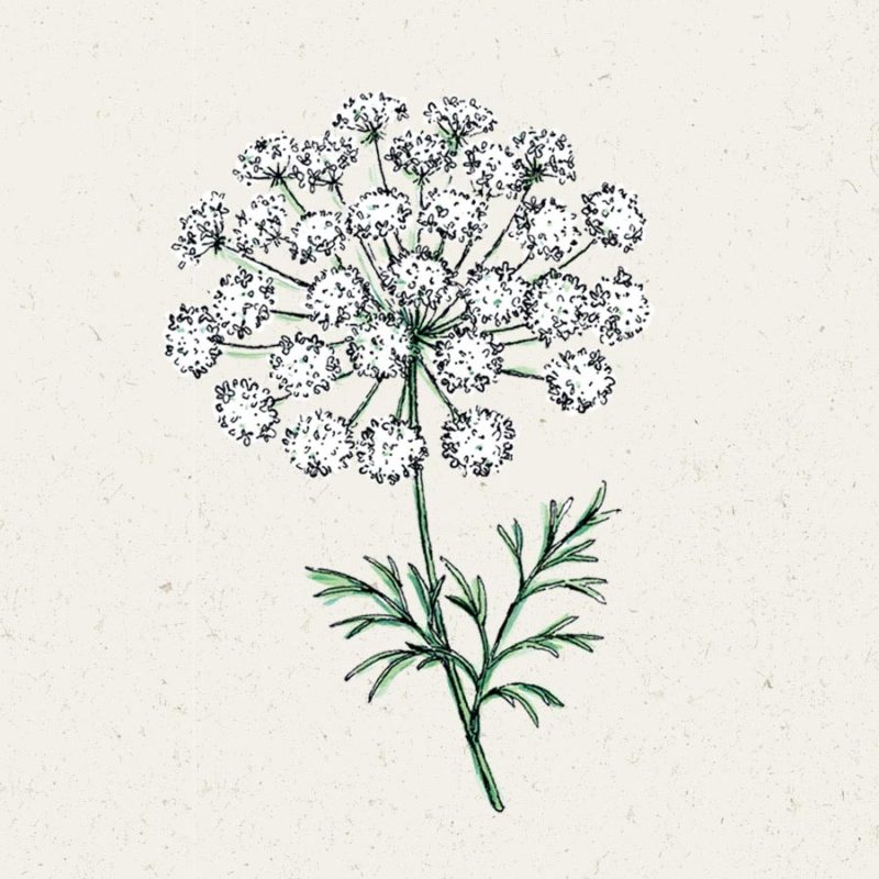 Saatgut, Blumensamen, Einjährige, Illustration Rekersdrees