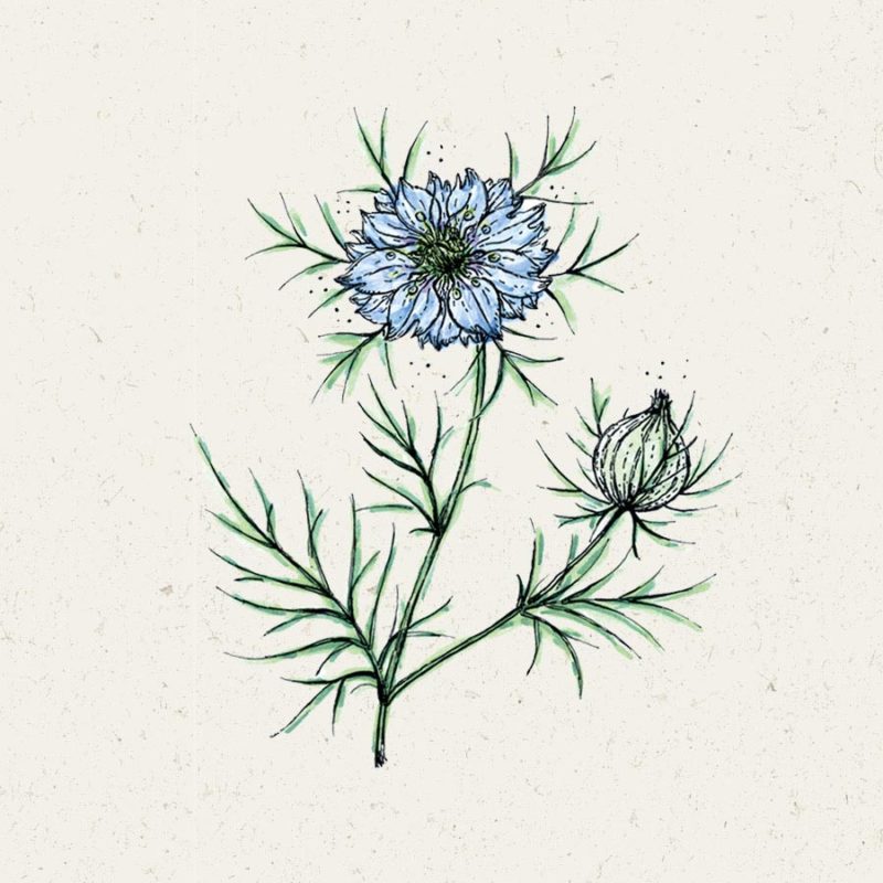 Saatgut, Blumensamen, Einjährige, Illustration Rekersdrees