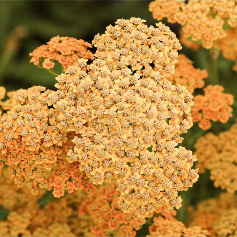 Achillea millefolium hybrid 'Terracotta' (Yarrow)