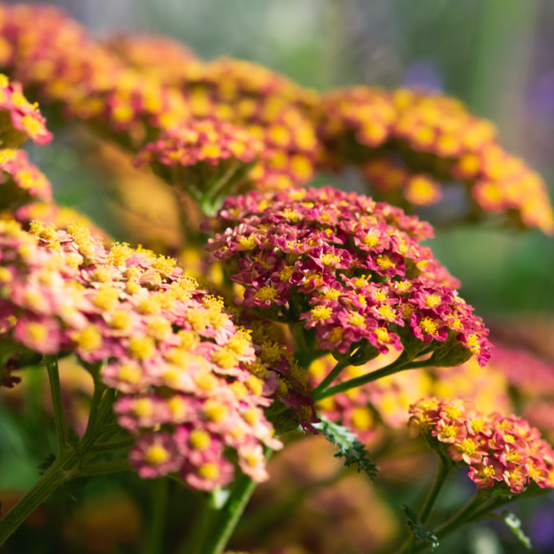 Achillea Filipendulina-Hybride 'Walter Funcke' (Schafgarbe)