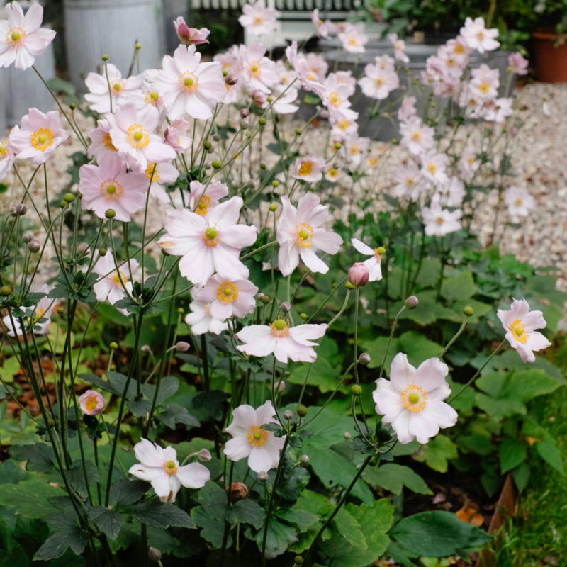 Anemone japonica hybrid 'Königin Charlotte' (Autumn Anemone)