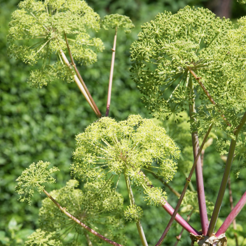 Angelica archangelica