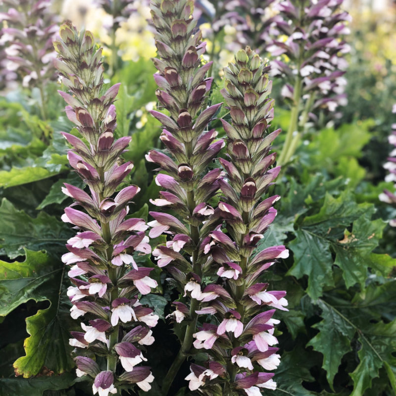 Acanthus hungaricus (Hungarian Bear's Breeches)