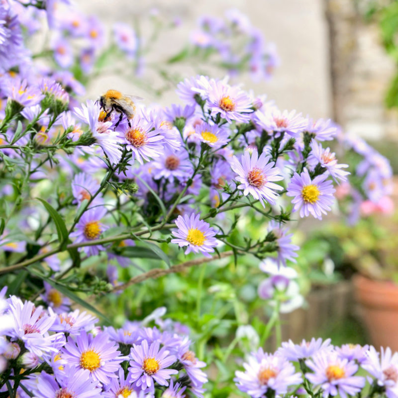 Aster amellus 'Dr. Otto Petscheck' (Summer Aster) - Image 2