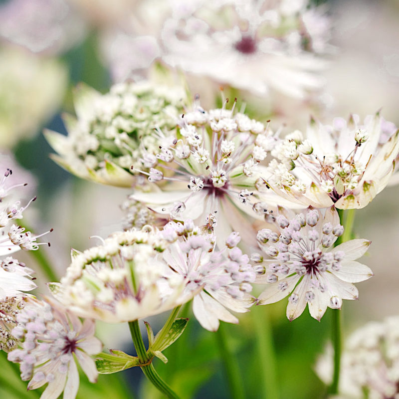 ASTRANTIA MAJOR ‘SHAGGY’ (STERNDOLDE), Staude