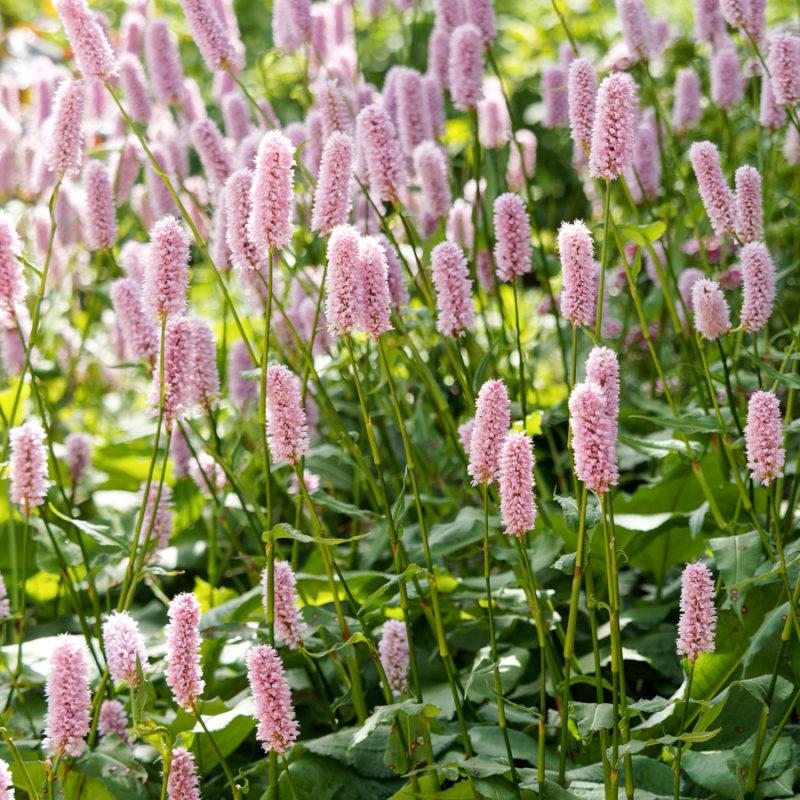 Bistorta officinalis, Persicaria bistorta 'Superbum' (Knöterich)