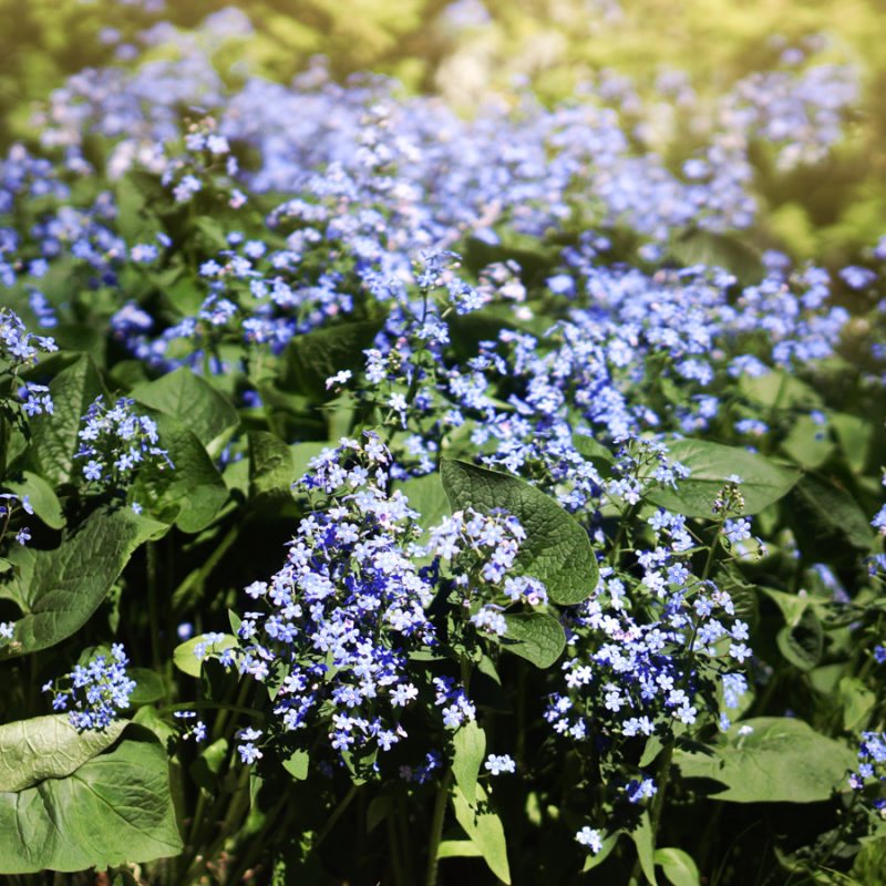 Brunnera macrophylla (Kaukasus-Vergißmeinnicht)