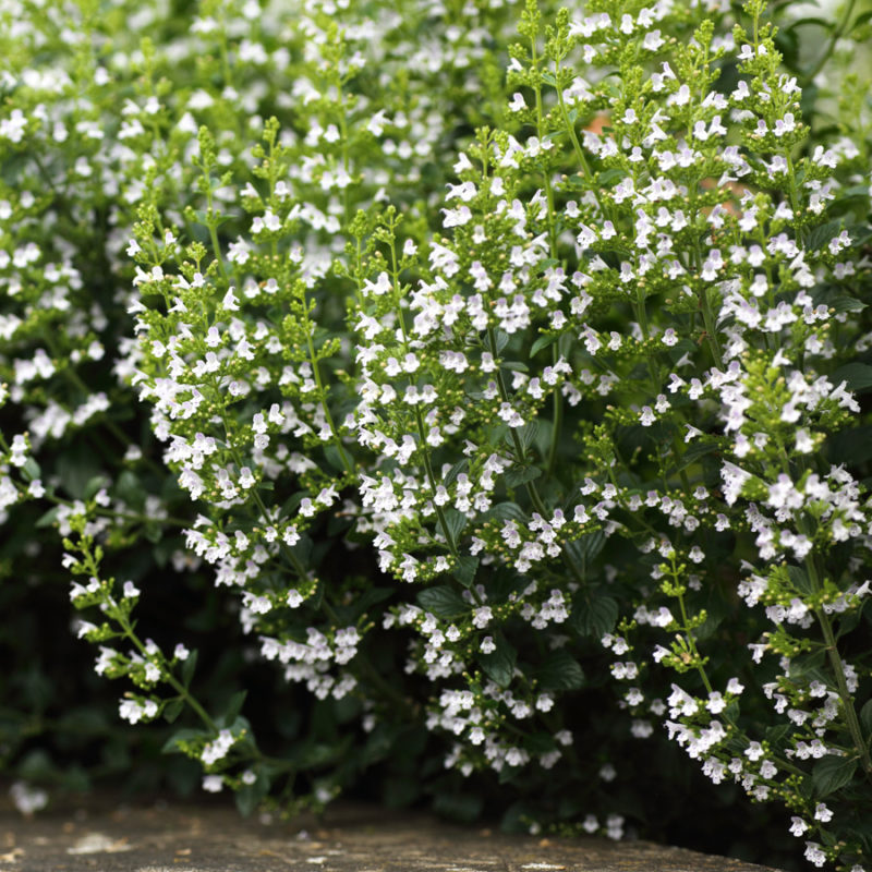 Calamintha nepeta 'Triumphator' (Bergminze)