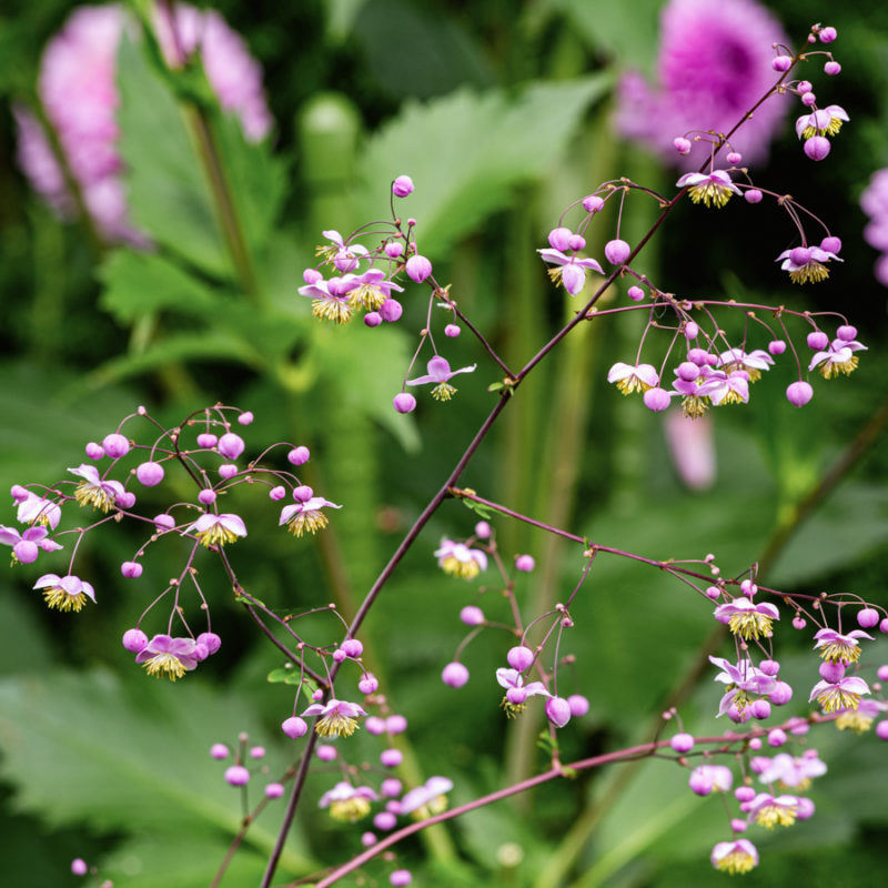 Thalictrum delavayi (Chinese Meadow Rue)