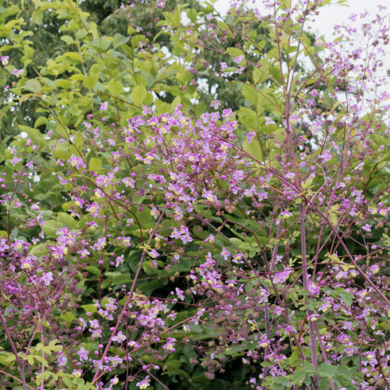Thalictrum delavayi (Chinese Meadow Rue) - Image 2