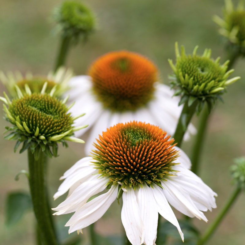 Echinacea purpurea 'Alba' (Purple Coneflower) - Image 2