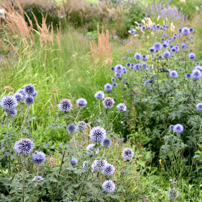 Echinops ritro (Kugeldistel) – Bild 2