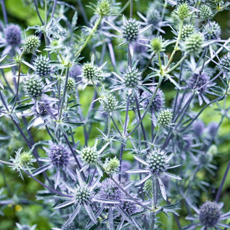 Eryngium planum (Blue Eryngo) - Image 2