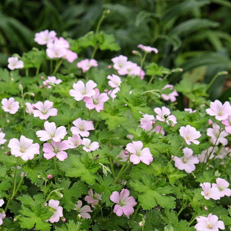 Geranium hybrid 'Dreamland' (Cranesbill) - Image 2