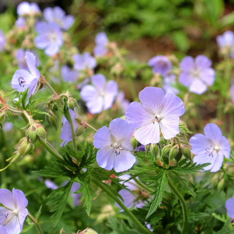 Geranium pratense 'Mrs. Kendall Clark' (Storchschnabel) – Bild 2