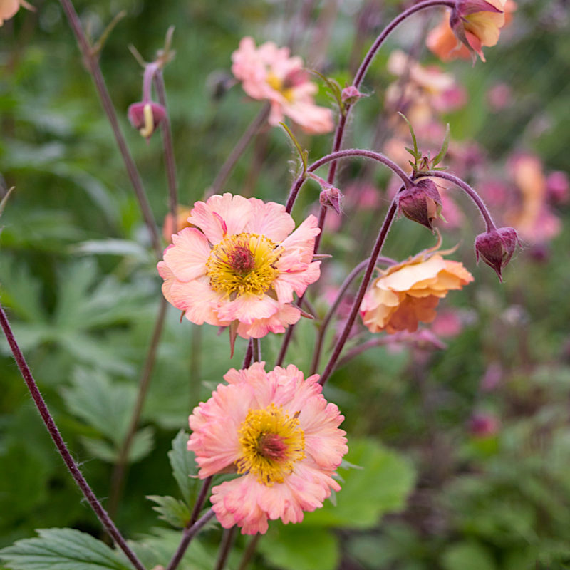 Geum chiloense 'Mai Tai' (Avens) - Image 2