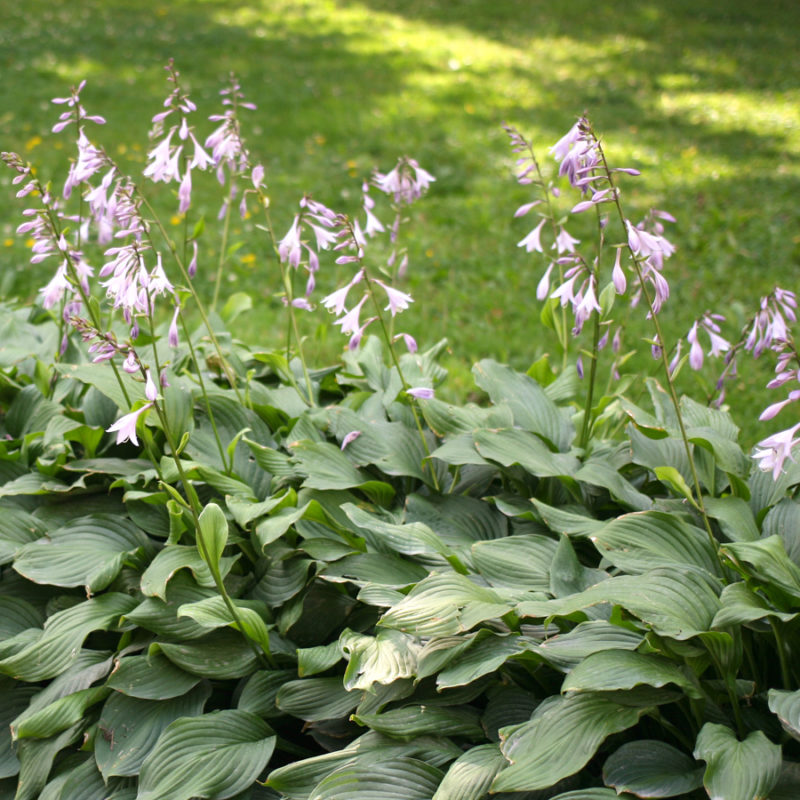 Hosta Plantaginea 'Royal Standard' (Funkie) – Bild 2