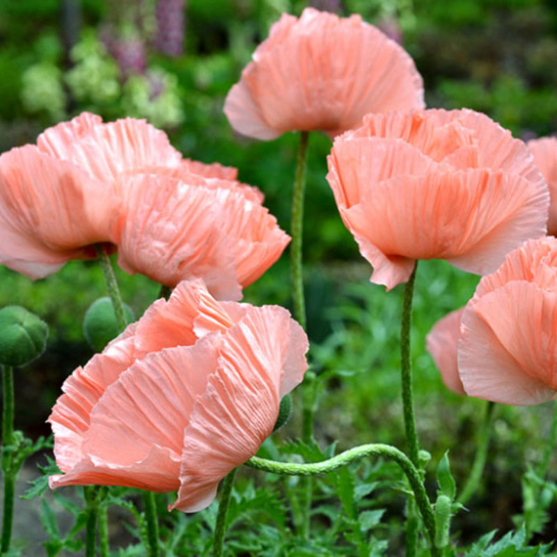 Papaver Orientale-Hybr. 'Princess Victoria Louise' (Oriental Poppy)