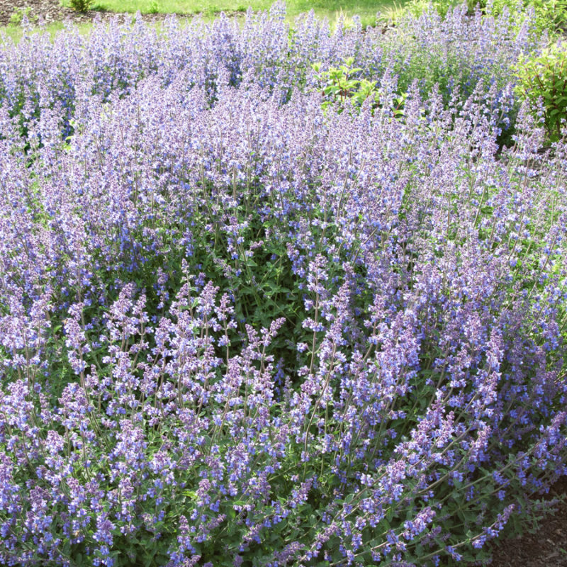 Nepeta x faassenii 'Walkers Low' (Catmint) - Image 2