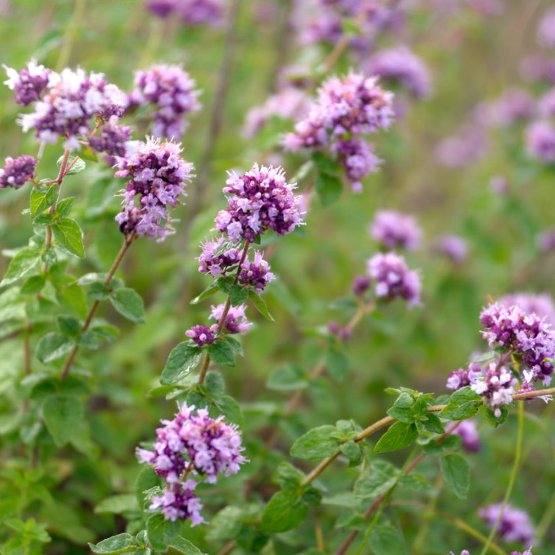 Origanum laevigatum 'Herrenhausen' (Blumen-Dost)