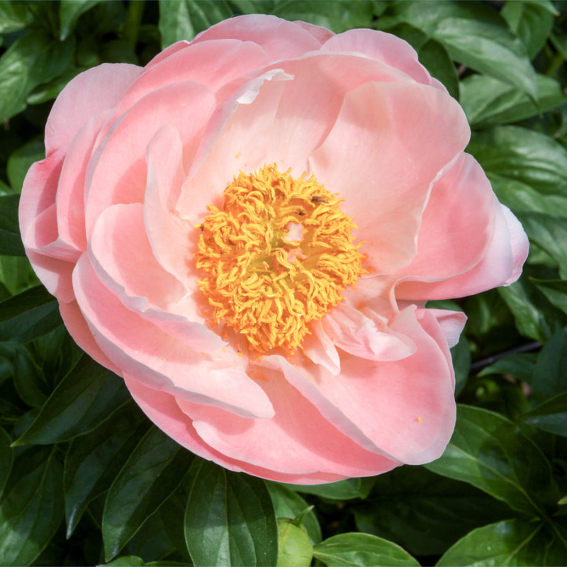 PAEONIA LACTIFLORA HYBRIDE ‘SALMON CHIFFON’ (EDELPFINGSTROSE)