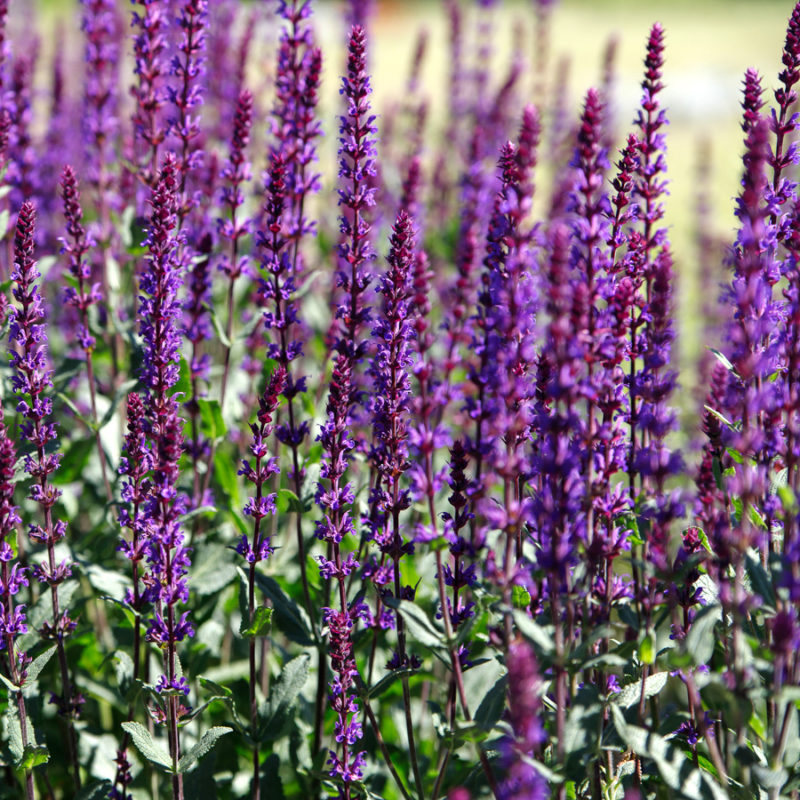 Salvia nemorosa 'Caradonna' (Steppen-Salbei)