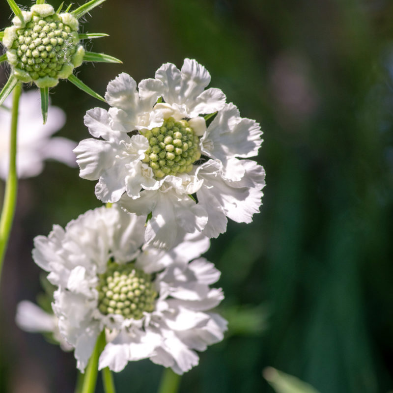 Scabiosa caucasica 'Perfecta Alba' (Scabious) - Image 2