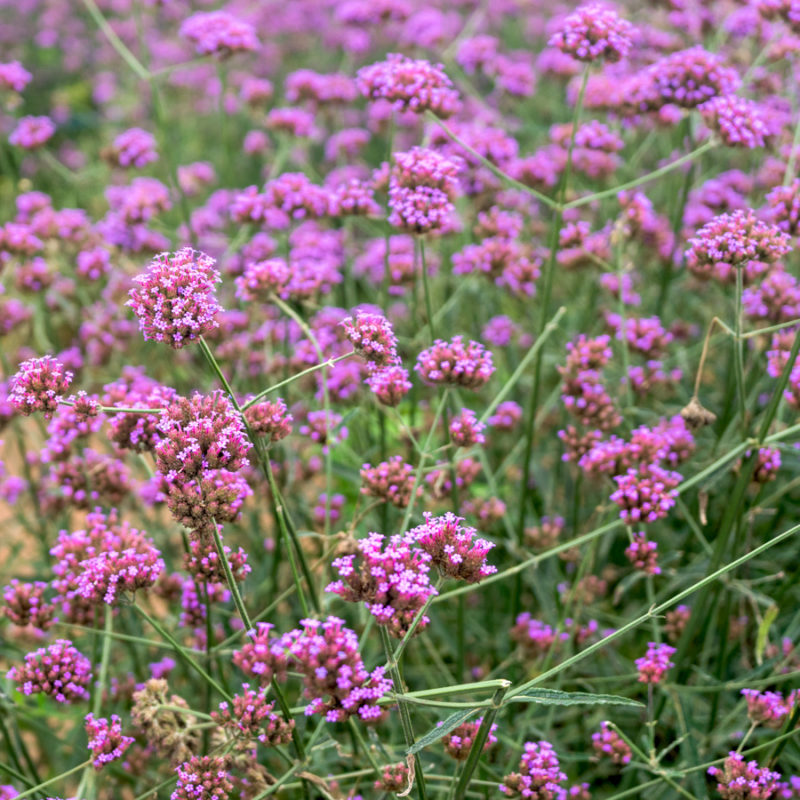 Verbena bonariensis (Purple Top) - Image 2