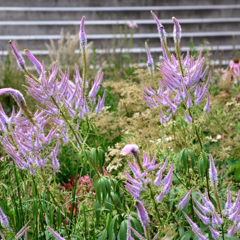 Veronicastrum virginicum 'Lavendelturm' (Culver's Root) - Image 2