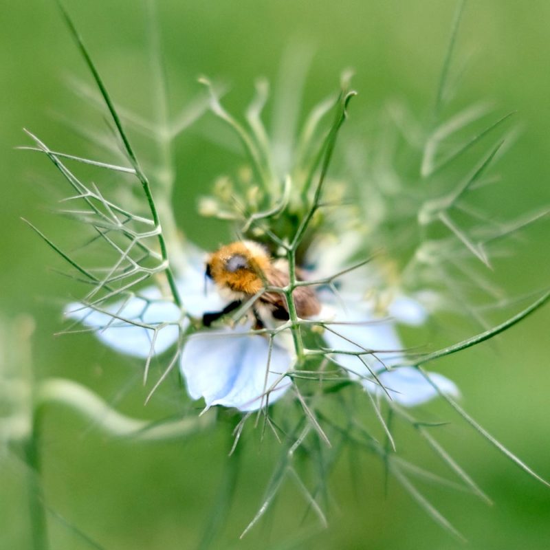Blumensamen, Saatgut, Einjährige, Schnittblumen, Bienenmagnet