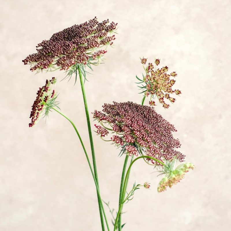 Saatgut, Blumensamen, Einjährige, Begleitblumen
