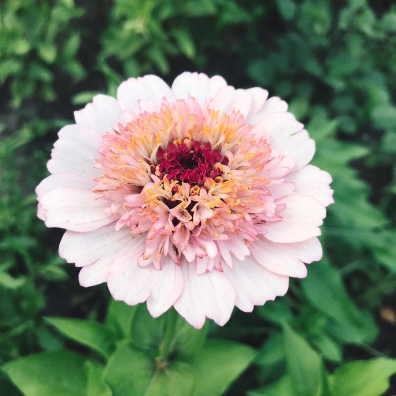 Blumensamen, Saatgut, Einjährige, Schnittblumen