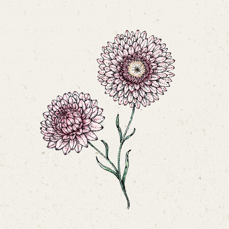 Samentütchen, Saatgut, Blumensamen, Illustration Rekersdrees, Zeichnung