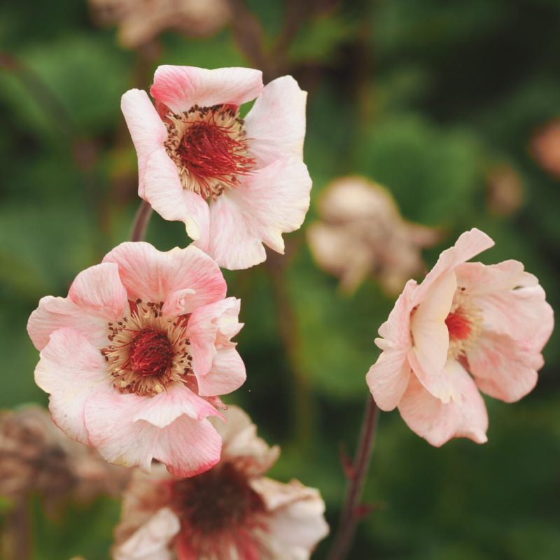 Geum chiloense ‘Mai Tai’ Nelkenwurz Stauden Mehrjährige Pflanzen