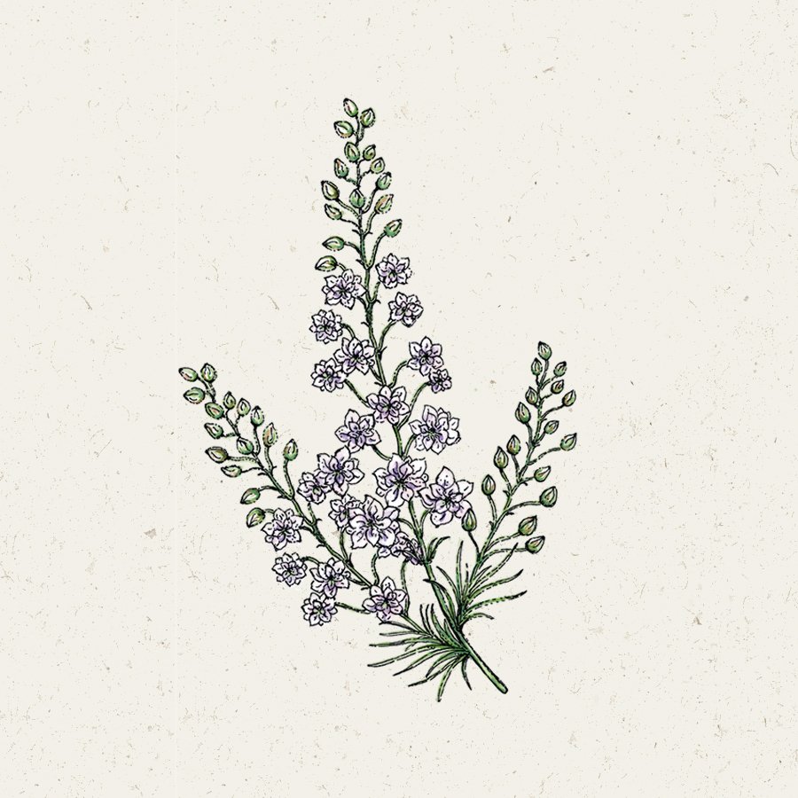 Samentütchen, Saatgut, Blumensamen, Illustration Rekersdrees, Zeichnung