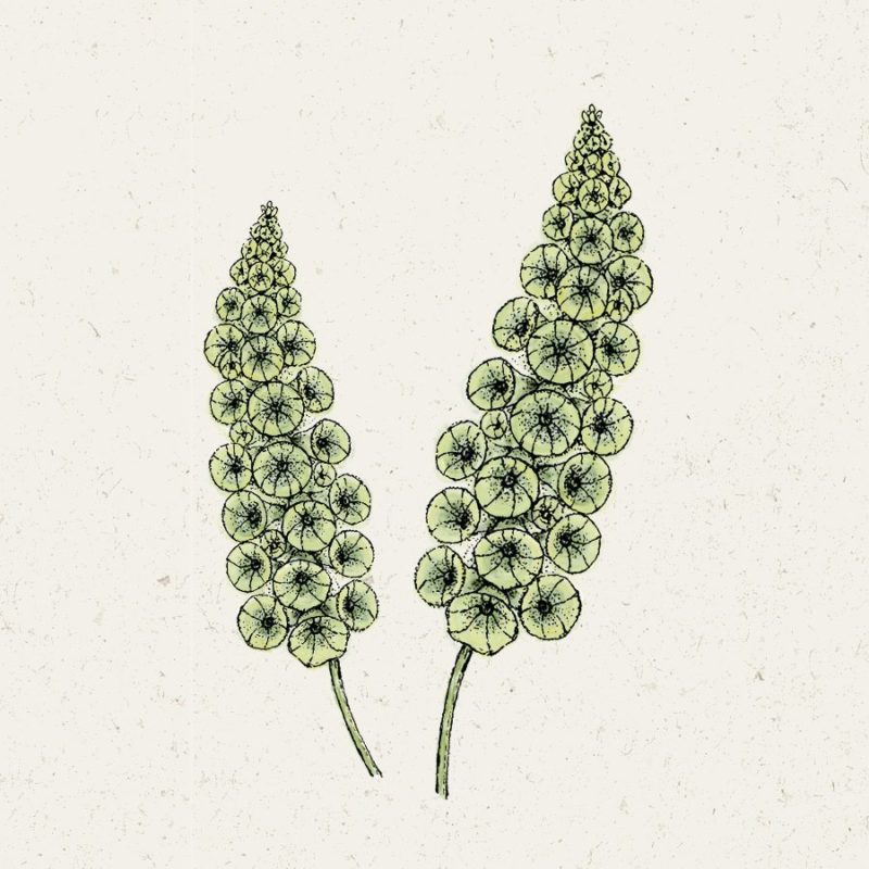 Samentütchen, Saatgut, Blumensamen, Illustration Rekersdrees, Zeichnung