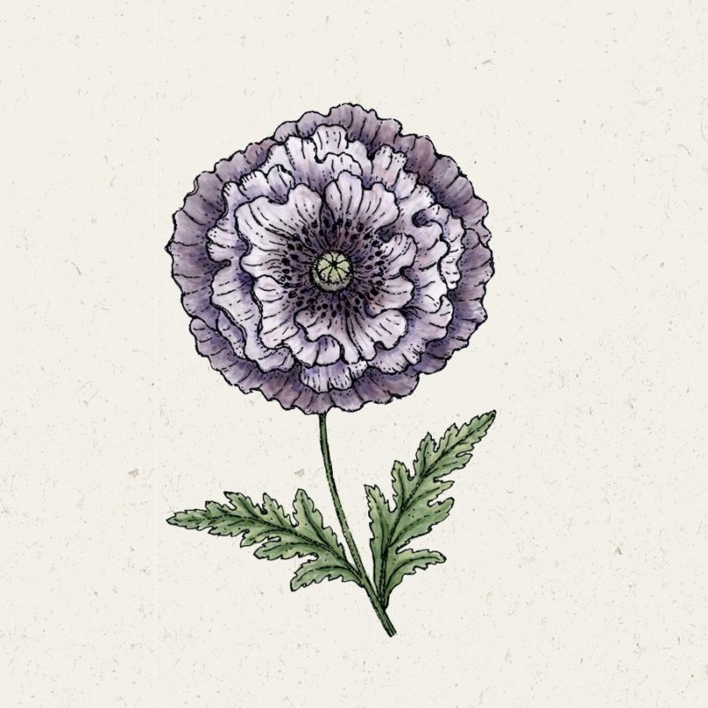 Samentütchen, Saatgut, Blumensamen, Illustration Rekersdrees, Zeichnung
