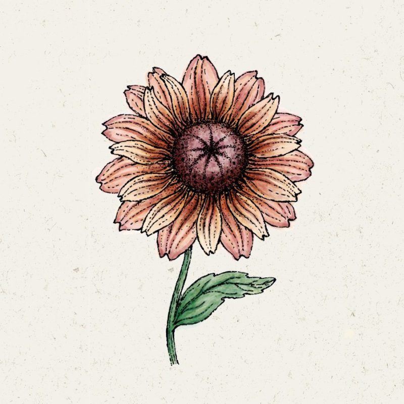 Samentütchen, Saatgut, Blumensamen, Illustration Rekersdrees, Zeichnung