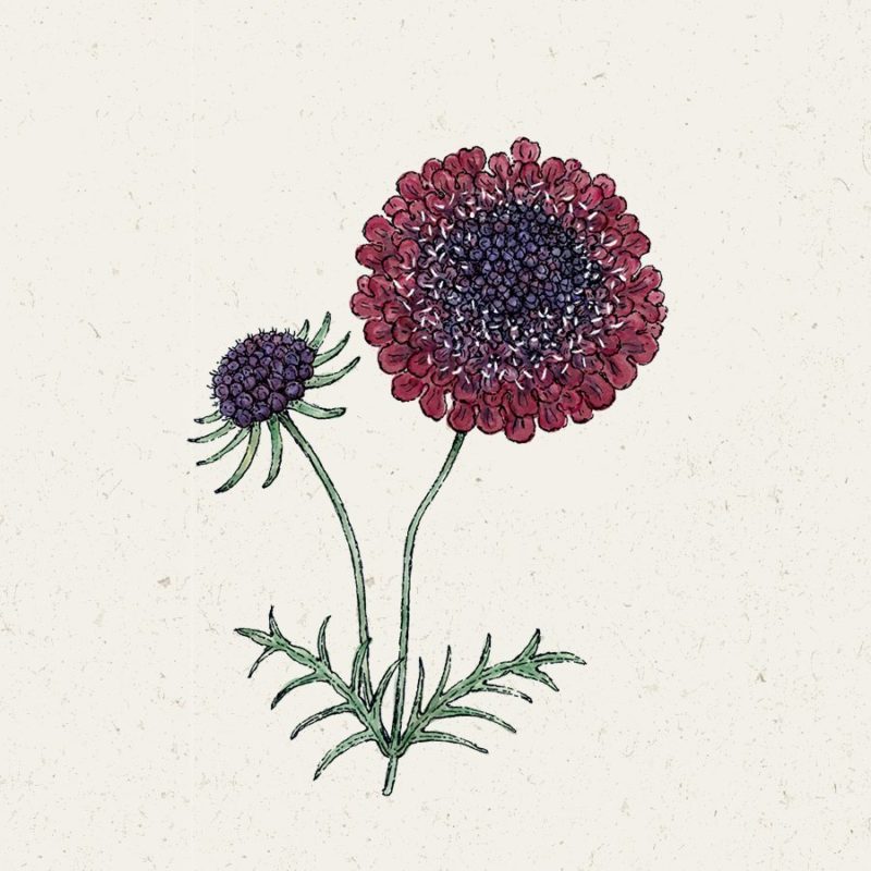 Samentütchen, Saatgut, Blumensamen, Illustration Rekersdrees, Zeichnung