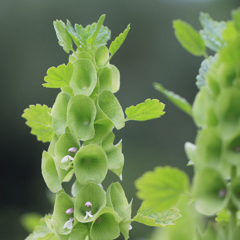 MOLUCCELLA LAEVIS (MUSCHELBLUME) Saatgut Blumensamen Anzucht Ansaat
