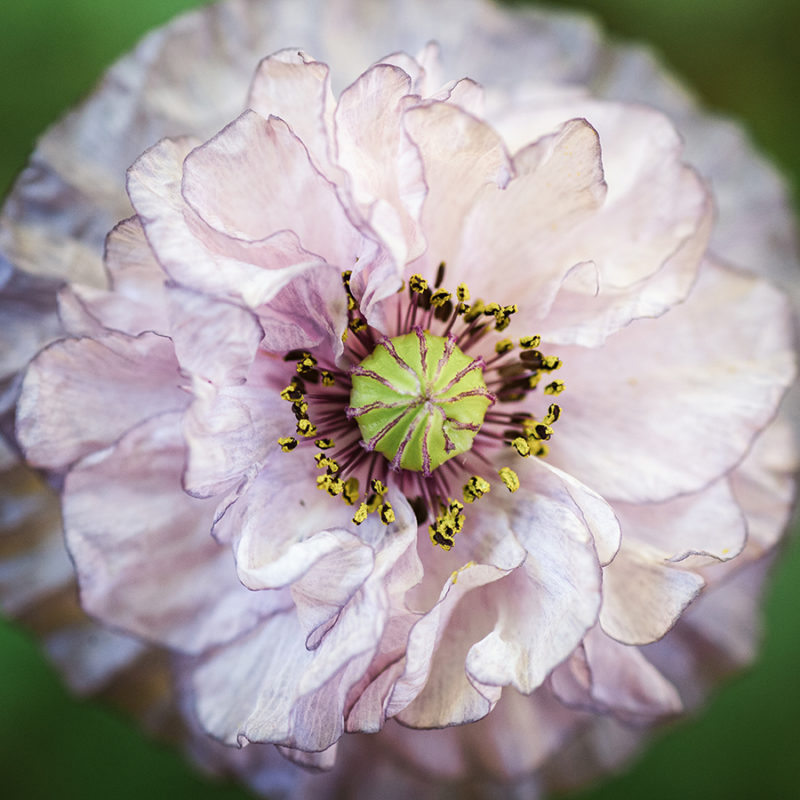 Klatschmohn, Blumensamen, Saatgut, Einjährige, Schnittblume, Samenkapseln